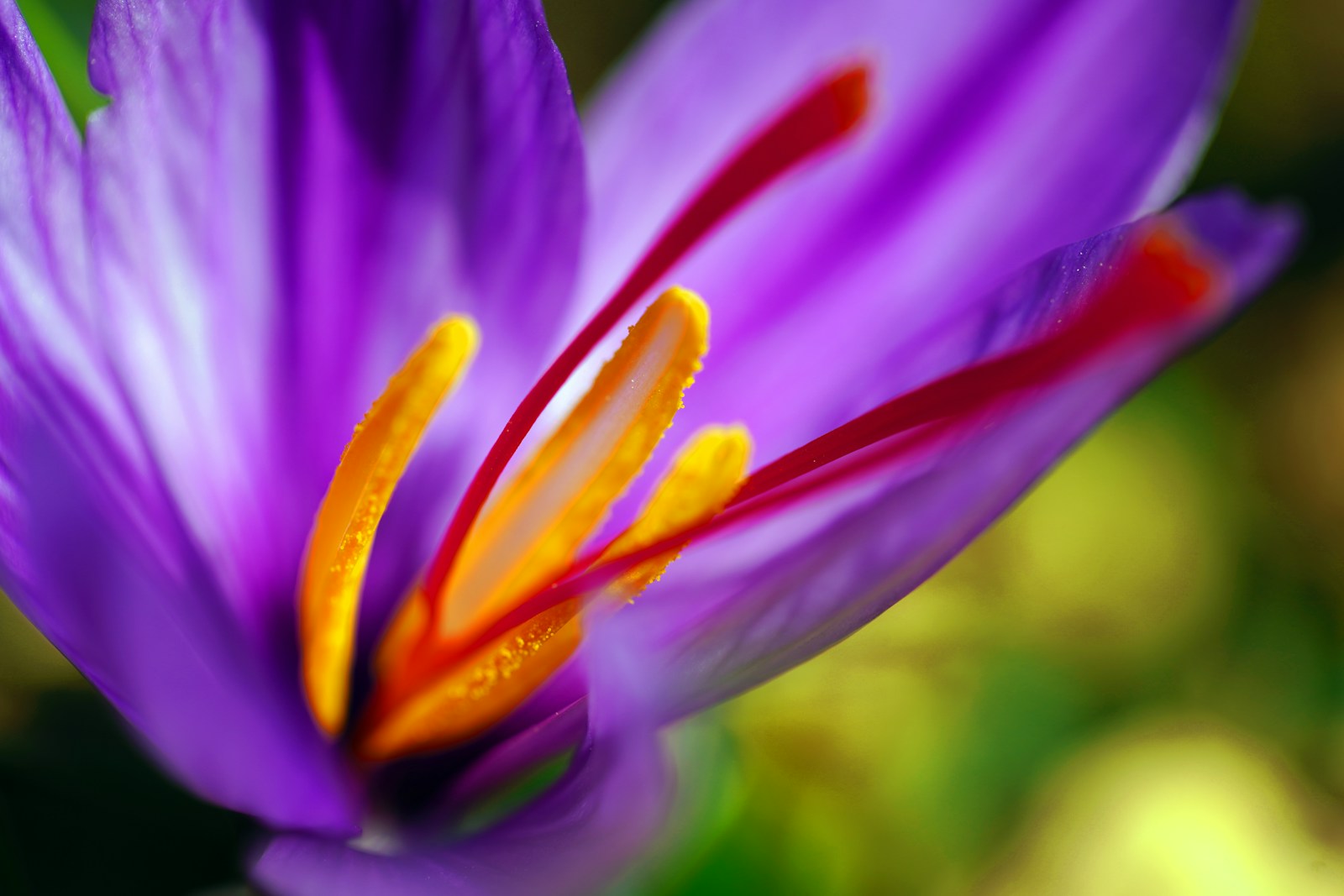 purple petaled saffron flower